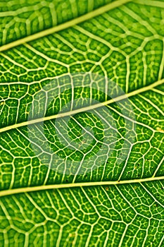 Macro details of green leaf veins in vertical frame