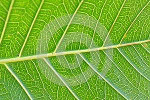 Macro details of green Peepal leaf veins