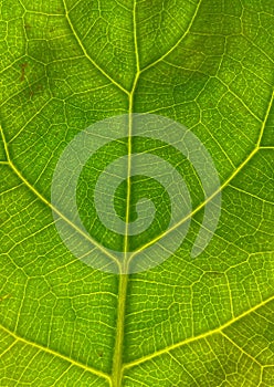 Macro details of green summer leaf