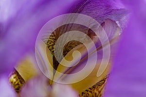 Macro details of inner lavender iris flower