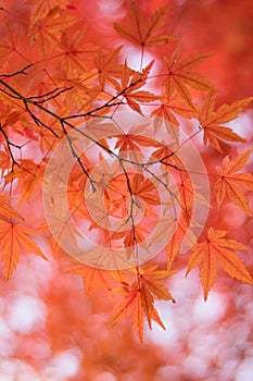 Macro details of Japanese Autumn Maple leaves with blurred background