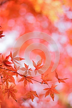 Macro details of Japanese Autumn Maple leaves with blurred background