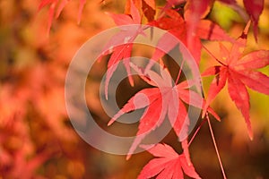 Macro details of Japanese Autumn Maple leaves with blurred background