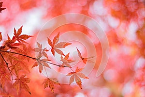 Macro details of Japanese Autumn Maple leaves with blurred background