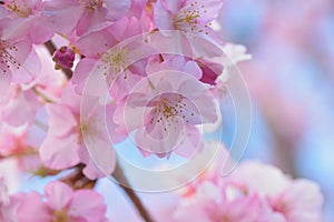 Macro details of Japanese Pink Cherry Blossoms