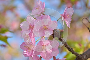 Macro details of Japanese Pink Cherry Blossoms