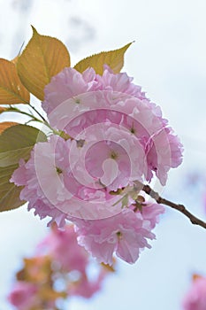 Macro details of Japanese Pink Cherry Blossoms of Yamazakura variery