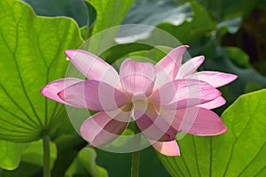 Macro details of Japanese Pink Lotus flowers at garden