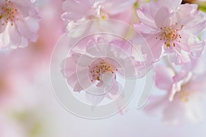 Macro details of Japanese Pink Weeping Cherry Blossoms