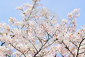 Macro details of Japanese White Yoshino Cherry Blossoms