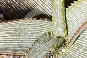 Macro details of leaves of an Aloe branddraaiensis succulent