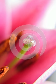 Macro details of pink burgundy lily flower