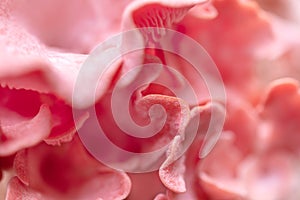 Macro details of pink oyster mushrooms, Pleurotus djamor fruiting body