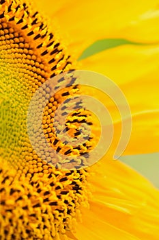 Macro Details of Sunflower surface