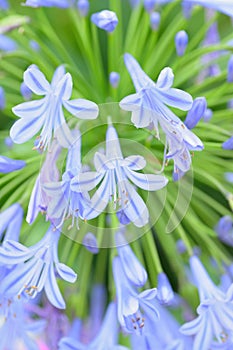 Macro details of White & Blue Lily flowers
