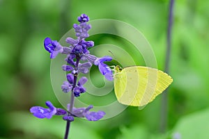 Macro details of Yellow Butterfly in Lavender garden