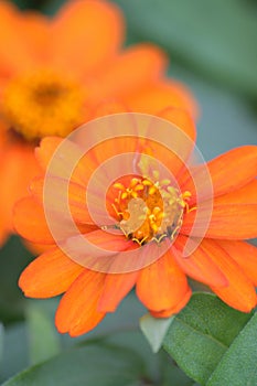 Macro details of Yellow Daisy flower in summer garden