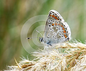 macro detal nature butterfly photo
