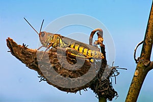 Macro of a differential Grasshopper