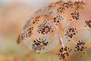 Macro of dill flower