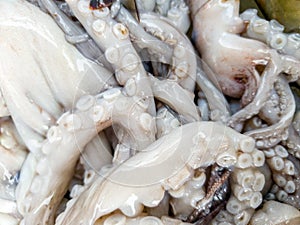 Macro disgusting photo of raw slimy octopus tentacles