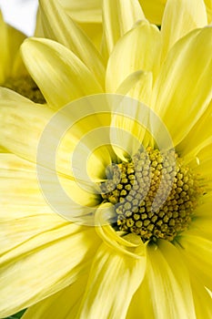 Macro disk mum yellow