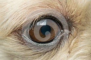 Macro of dog eye