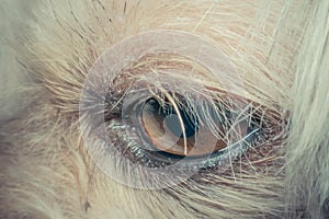 Macro of dog eye