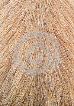 Macro Dog Hair