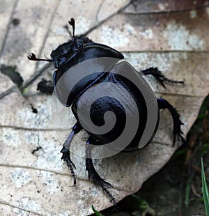 Macro of a Dor Beetle in the new forest