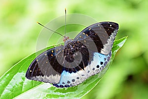 Lexias dirtea , Black-tipped archduke butterfly , butterflies of Malaysia photo