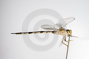 Macro of dragonfly