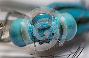 Macro dragonfly