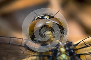 Macro Dragonfly Eyes