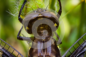 Macro Dragonfly Eyes