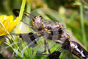 Macro Dragonfly Eyes