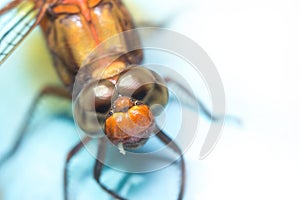 Macro Dragonfly focus