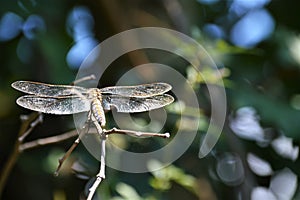 Macro dragonfly insect in nature during summer