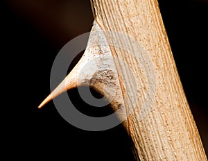 Macro of a dried sharp rose thorn