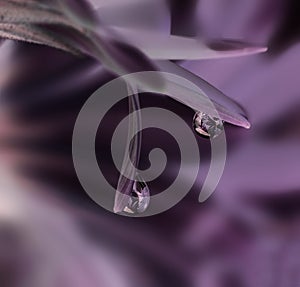 Macro drop on a pink flower