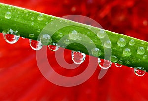 Macro of droplets with Gerbera Flower