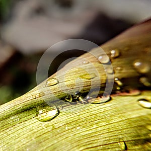 Macro drops Naturelover rainyday shotonredmi