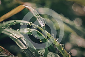 macro drops of water after rain on the grass