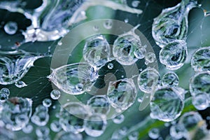 Macro drops of water on spider web on green black natural background texture