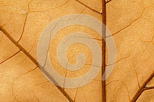 Macro of a dry leaf in the fall