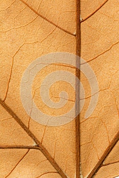 Macro of a dry leaf in the fall