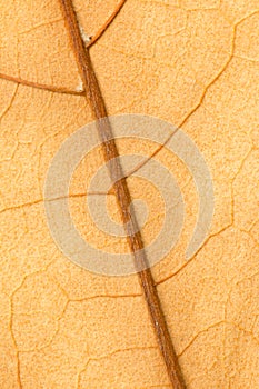 Macro of a dry leaf in the fall