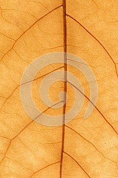 Macro of a dry leaf in the fall