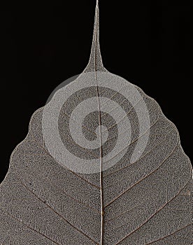 Macro of Dry Leaf