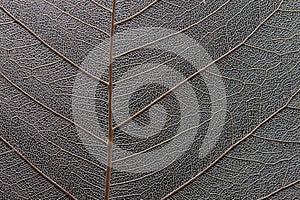 Macro of Dry Leaf